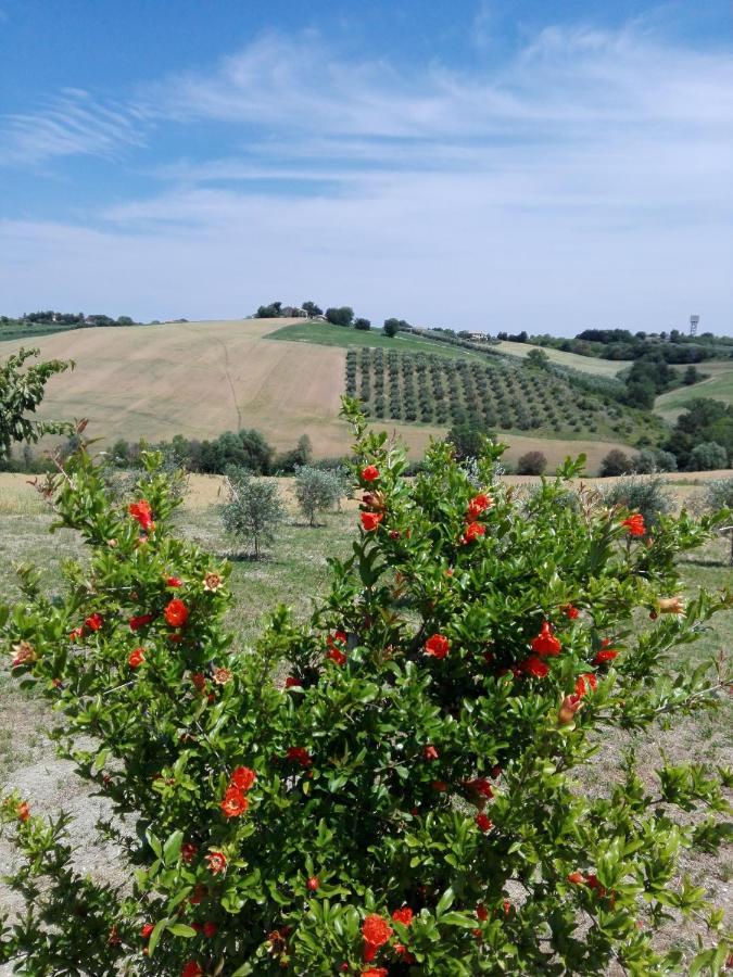 Il Giardino Nella Valle Belvedere Ostrense Εξωτερικό φωτογραφία