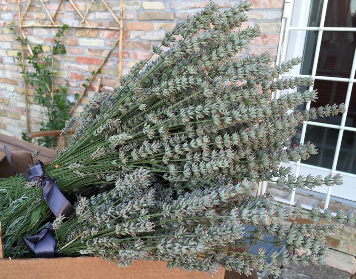 Il Giardino Nella Valle Belvedere Ostrense Εξωτερικό φωτογραφία