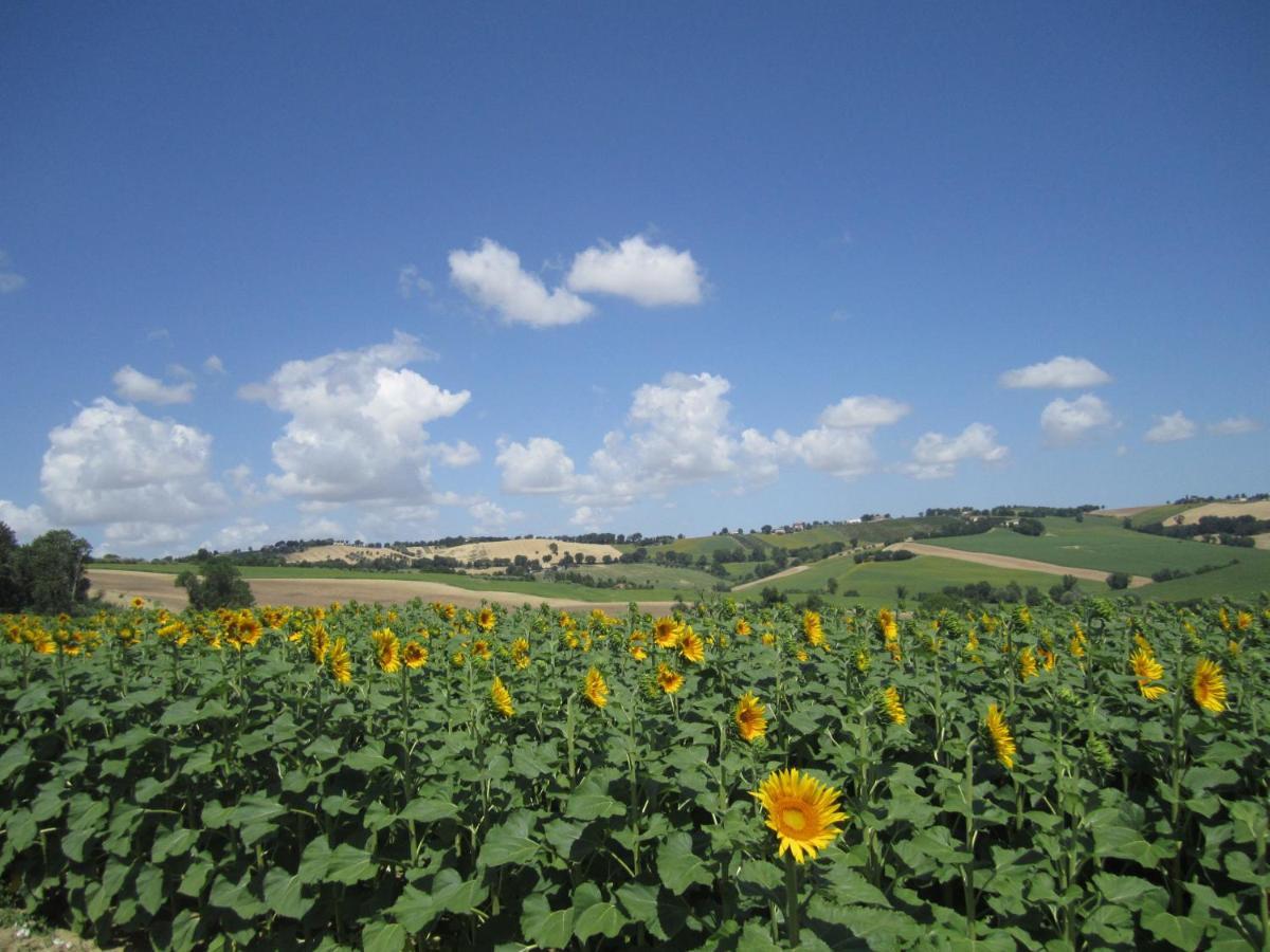 Il Giardino Nella Valle Belvedere Ostrense Εξωτερικό φωτογραφία