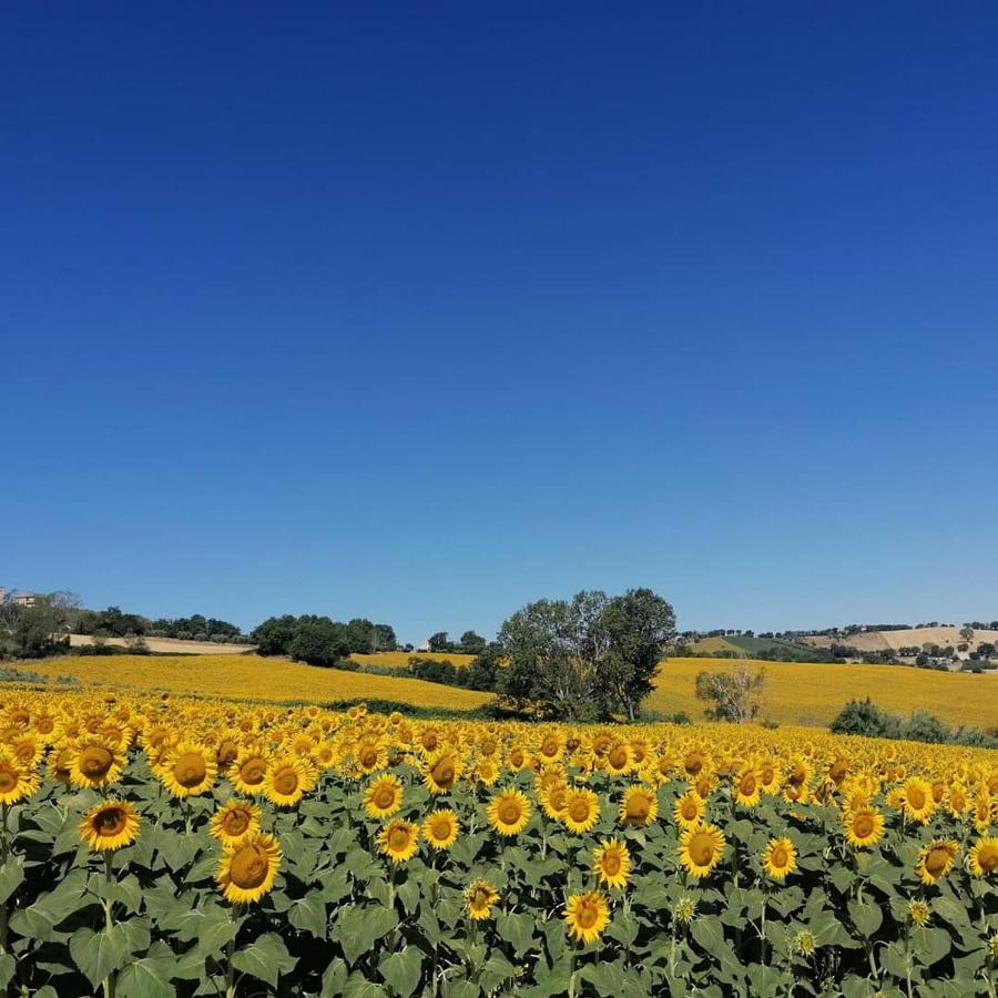 Il Giardino Nella Valle Belvedere Ostrense Εξωτερικό φωτογραφία