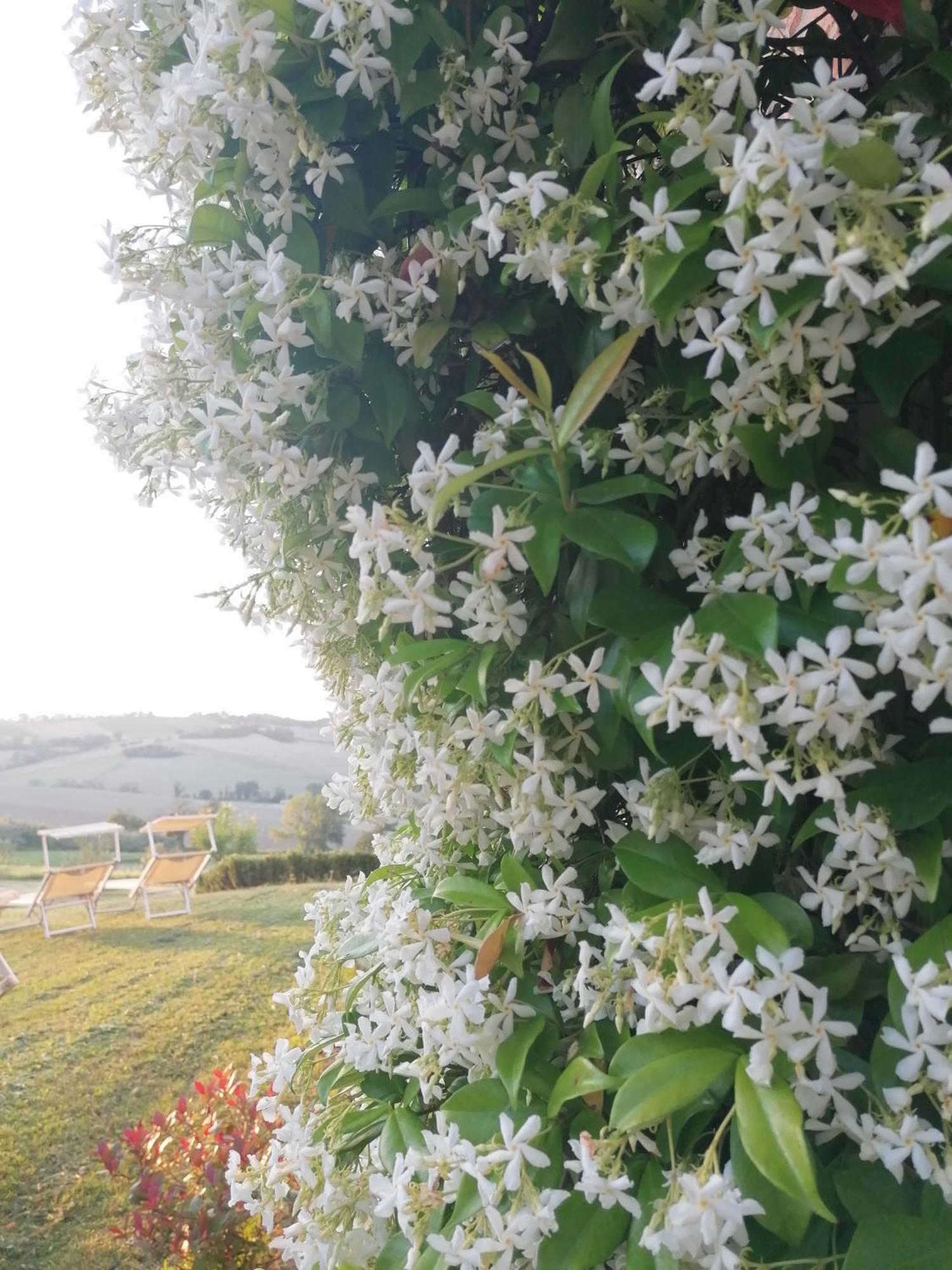 Il Giardino Nella Valle Belvedere Ostrense Εξωτερικό φωτογραφία